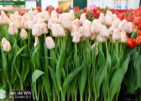Tulipa Zantubeau ® (1)